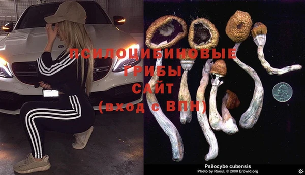 прущие грибы Няндома